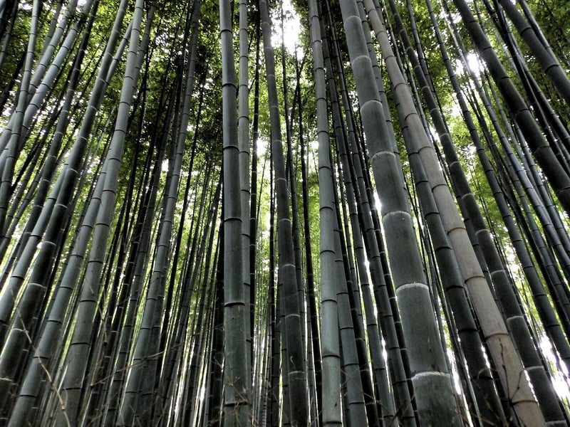 Bamboo Forest in Arashiyama, Japan