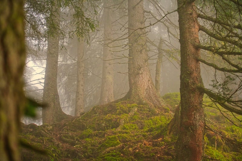 Enchanted Forest Collection Image