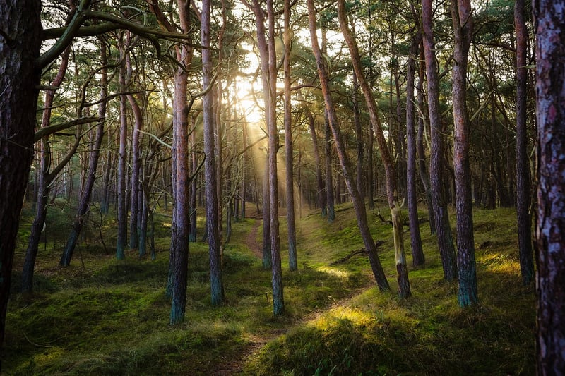 Black Forest